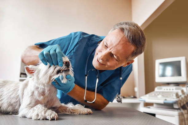 Best Pediatric Emergency Dentist in South Bradenton, FL